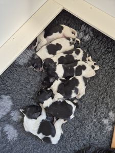 Schapendoes N-nest van de Roeskebeer